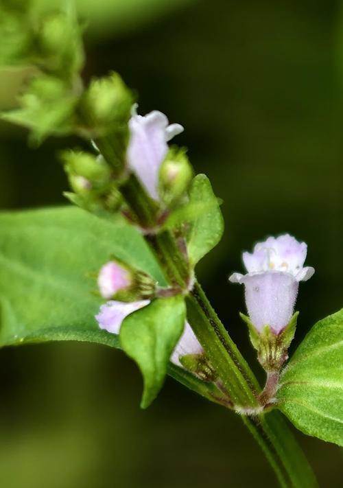 植物石珠子花语是什么？如何挑选寓意吉祥的石珠子？