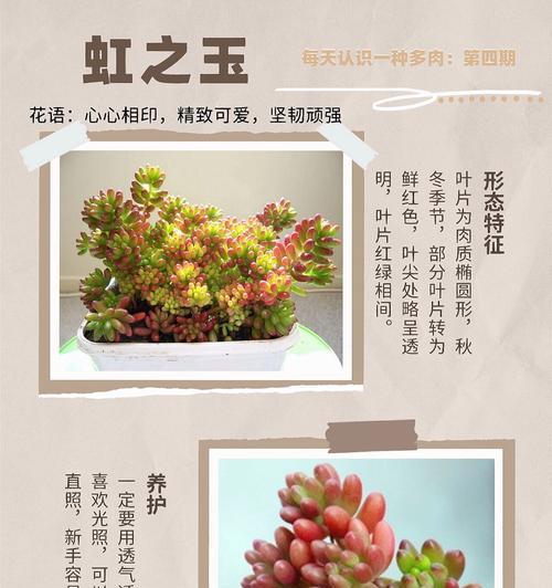 植物石珠子花语是什么？如何挑选寓意吉祥的石珠子？