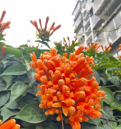 伪装自己的花是什么？揭秘象征伪装的花卉名称？