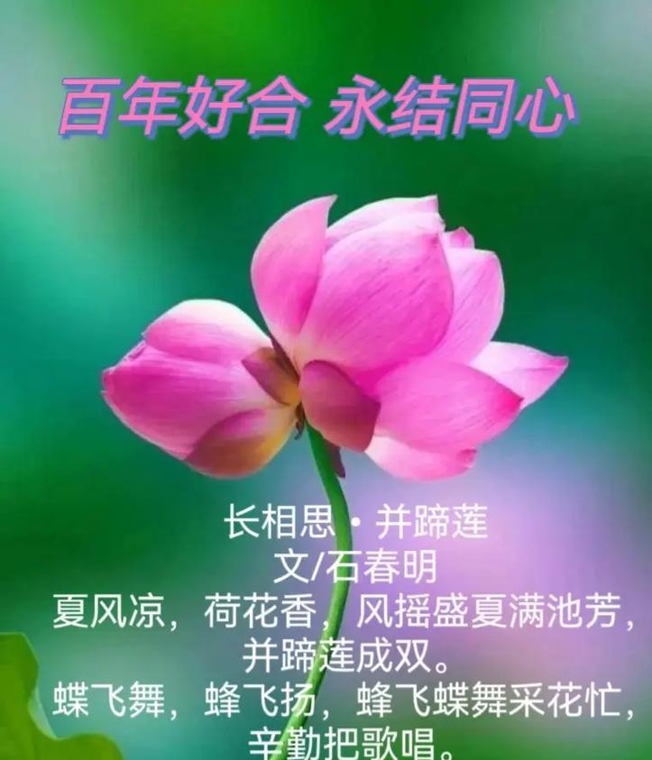 希琪的花代表什么？希琪的花的寓意有哪些常见问题解答？