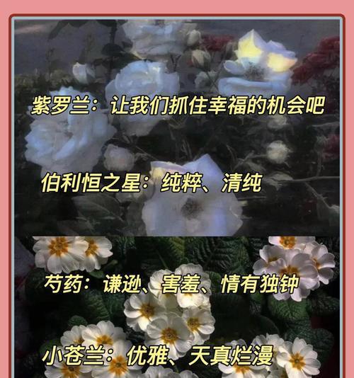 什么花代表等待爱情的寓意？