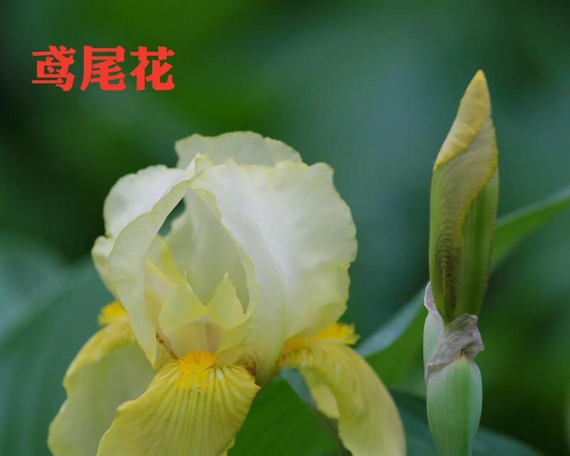 古代寓意尊贵的花是什么花？如何识别和了解其象征意义？