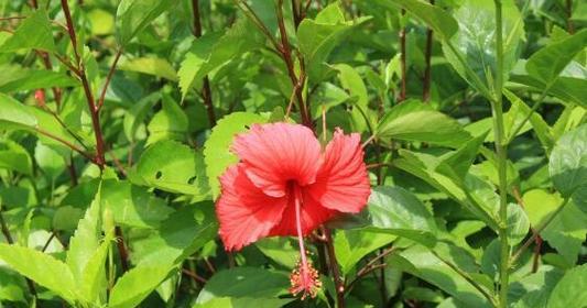 古代寓意尊贵的花是什么花？如何识别和了解其象征意义？