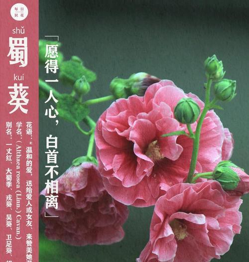 三旬花代表什么含义？三旬花的象征意义有哪些？