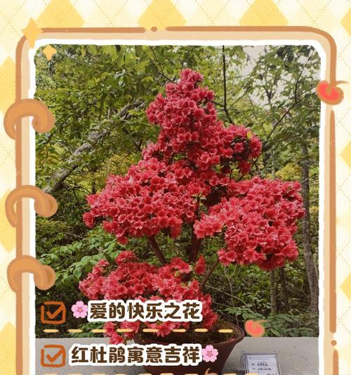 三旬花代表什么含义？三旬花的象征意义有哪些？