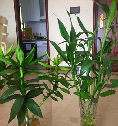 竹子花的寓意是什么？如何解读竹子开花的象征意义？