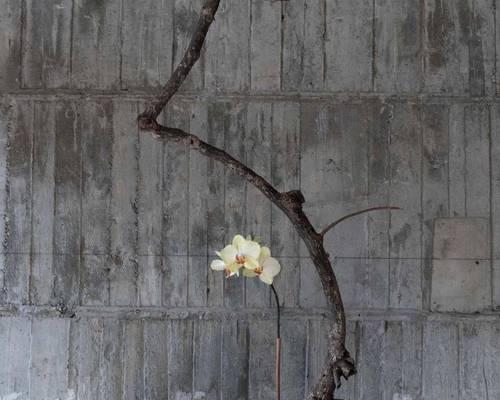 竹子花的寓意是什么？如何解读竹子开花的象征意义？