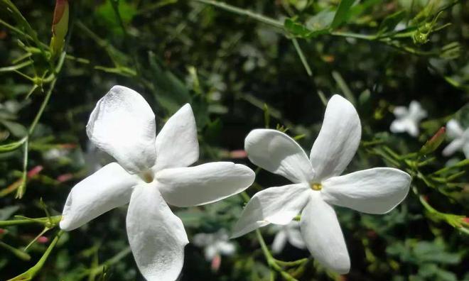 攀枝花的花象征着什么？攀枝花的花语含义是什么？