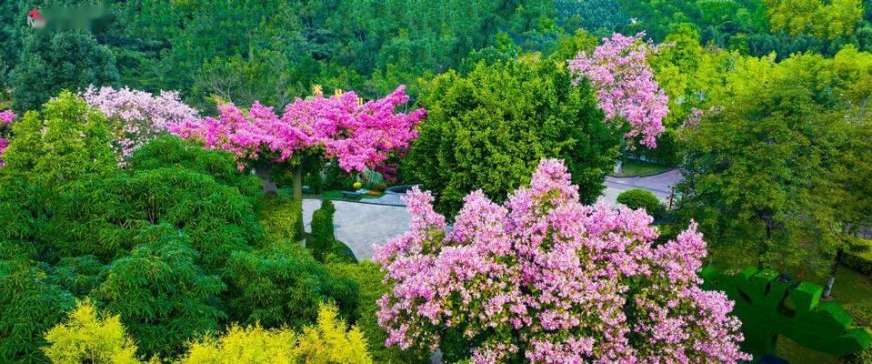 攀枝花的花象征着什么？攀枝花的花语含义是什么？