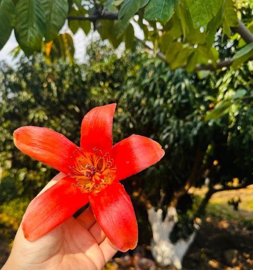攀枝花的花象征着什么？攀枝花的花语含义是什么？