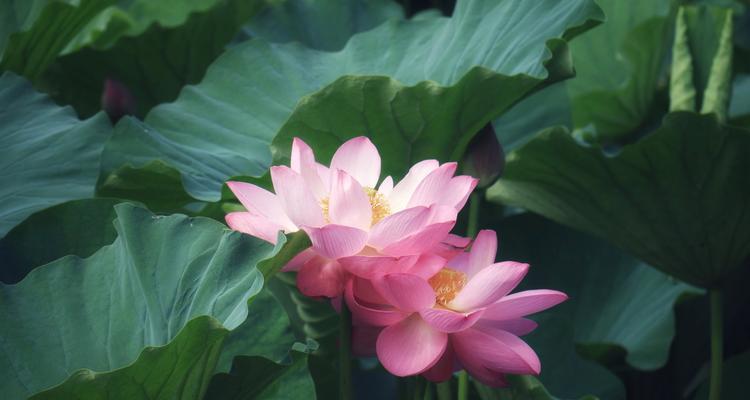 什么花象征美艳的风景？如何选择合适的花卉来装饰环境？