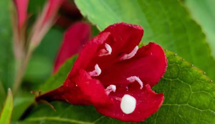王子花的寓意是什么？如何正确理解王子花的象征意义？