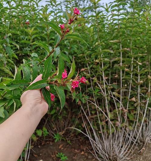 王子花的寓意是什么？如何正确理解王子花的象征意义？