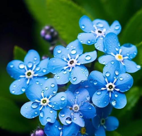 白蓝的花象征着什么？白蓝花卉的含义有哪些？