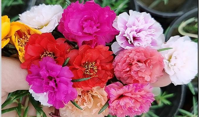 粉色太阳花代表什么含义？花语有哪些特别之处？