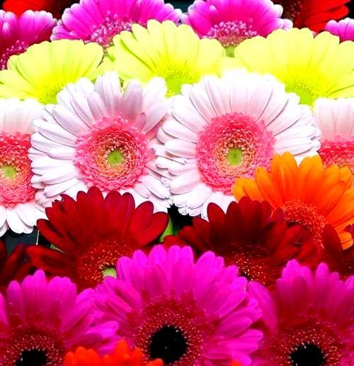 粉色太阳花代表什么含义？花语有哪些特别之处？