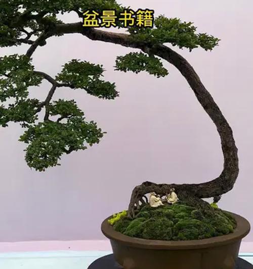 夏季白檀树盆景的养护方法是什么？