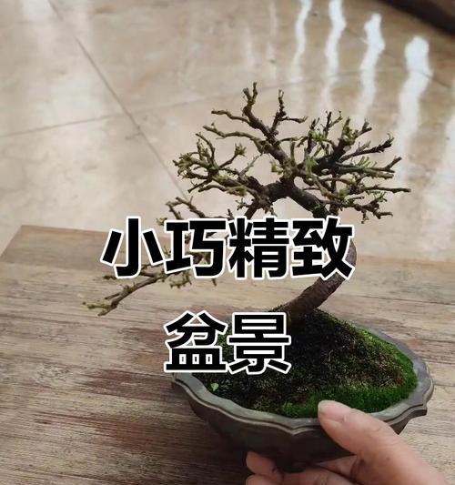 夏季白檀树盆景的养护方法是什么？