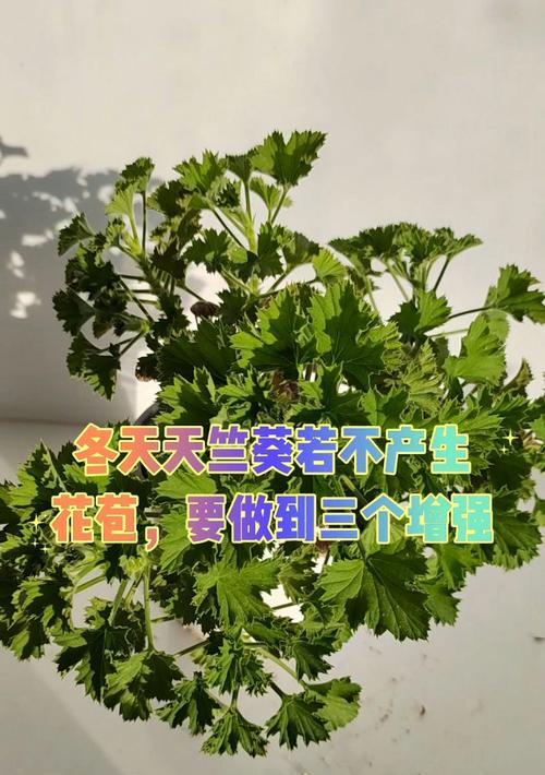 冬天天竺葵脱土后的处理方法是什么？