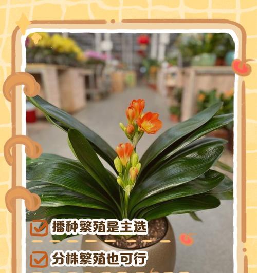 君子兰幼苗如何快速生长？