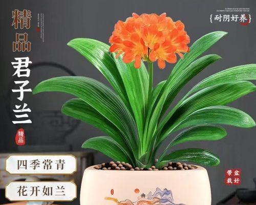 君子兰幼苗如何快速生长？