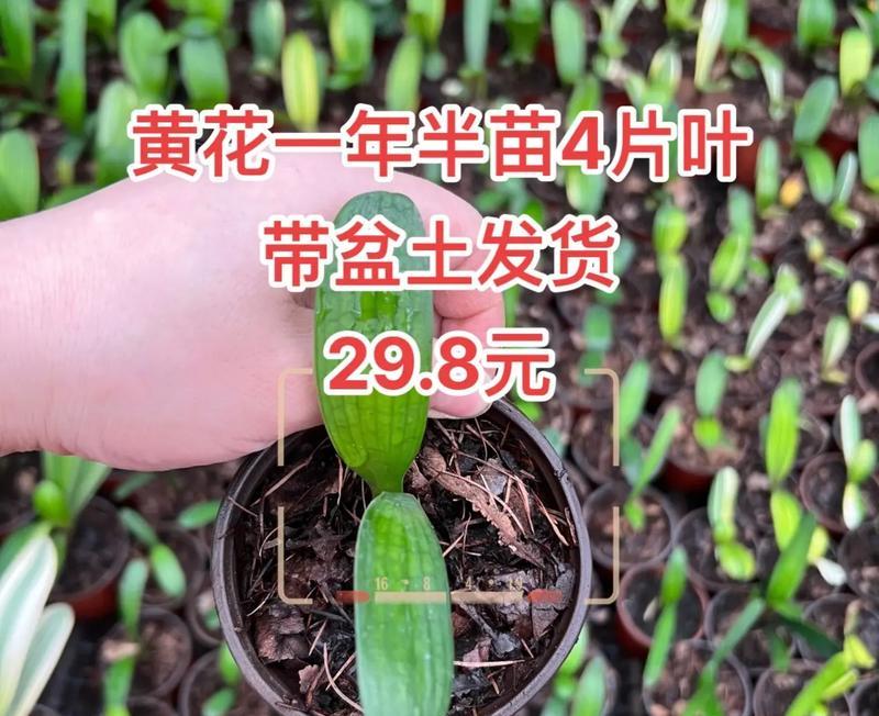 君子兰幼苗如何快速生长？