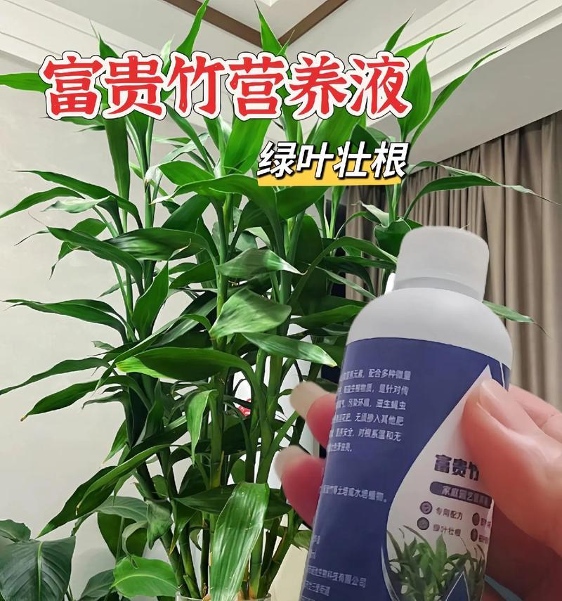 富贵竹叶子发黄的预防及救治方法？