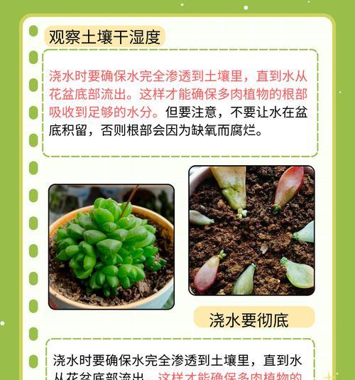 无人浇水时花卉养护方法是什么？