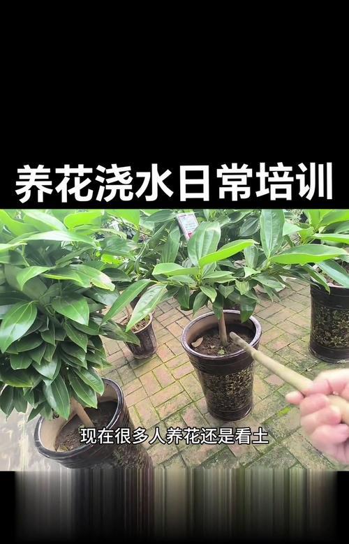 无人浇水时花卉养护方法是什么？