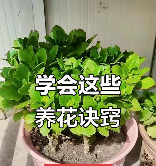 无人浇水时花卉养护方法是什么？
