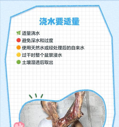 雀梅春季浇水的正确方式是什么？