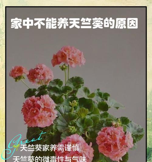 如何将天竺葵养得更大棵？