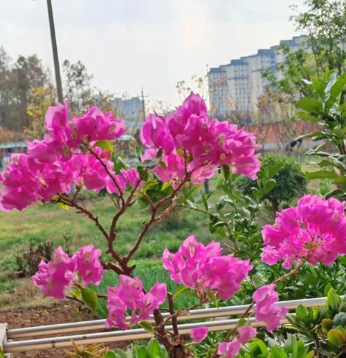 沙土环境下三角梅的养护技巧有哪些？