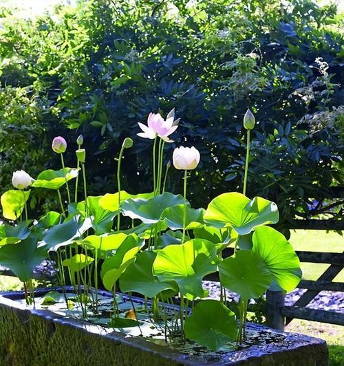 野外庭院适合种植哪些观赏植物？