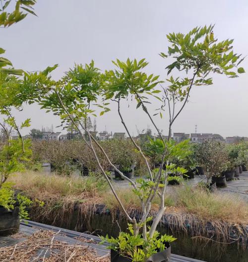 野外庭院适合种植哪些观赏植物？