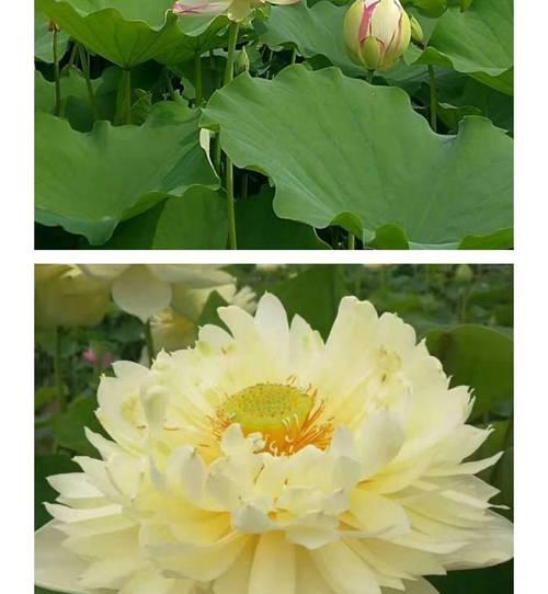湖中适合种植哪些水生植物？种植方法是什么？
