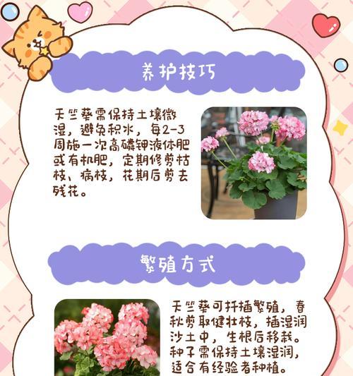室内养玫瑰天竺葵好吗？正确的养护方法是什么？
