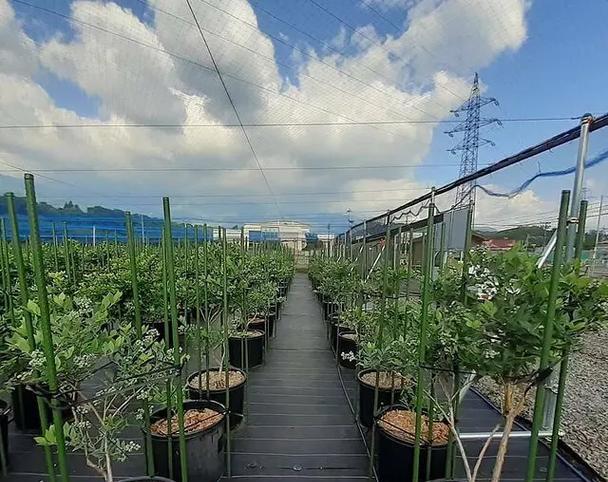 金坛子观赏植物有哪些？如何挑选适合的品种？