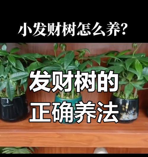 夏季绿化树施肥的正确技巧是什么？