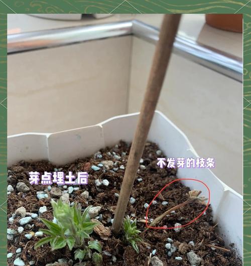 如何自己配制铁线莲的土壤？