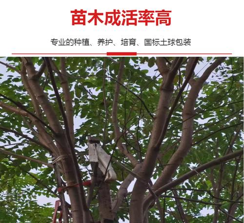 刺槐花栽培技术要点是什么？如何提高成活率？