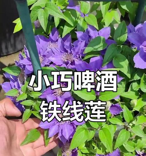 矮生铁线莲花后修剪的方法是什么？