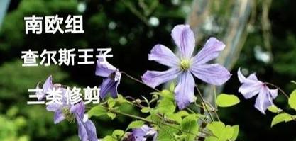 矮生铁线莲花后修剪的方法是什么？