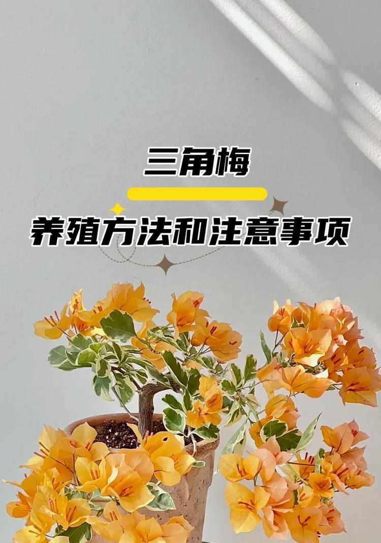 牙签三角梅活后修剪的方法是什么？