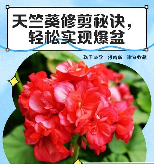 天竺葵修剪老叶的正确步骤是什么？