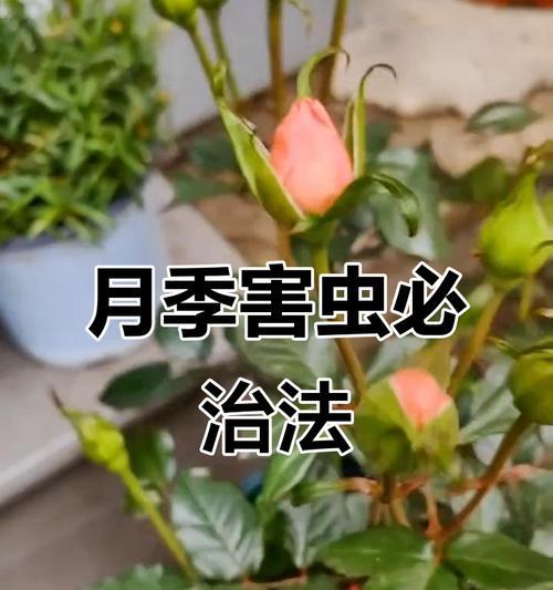 月季蚜虫问题的处理方法是什么？