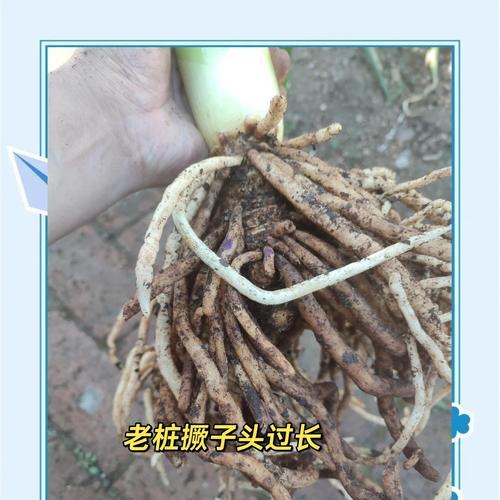 君子兰取头的正确方法是什么？