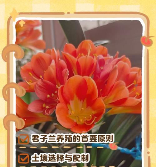 君子兰取头的正确方法是什么？