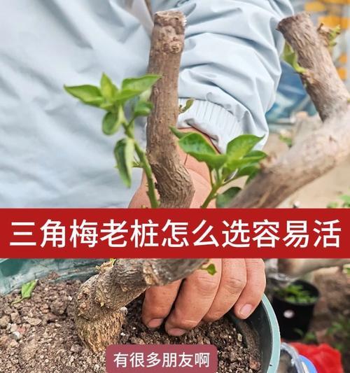 三角梅老桩如何处理才能显得苍老？