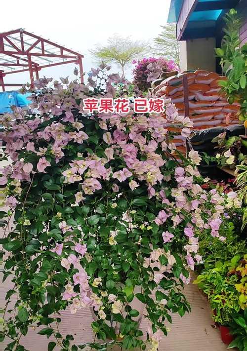 三角梅老桩如何处理才能显得苍老？